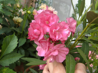 CIMG7541.webp