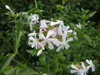 CIMG7590.webp