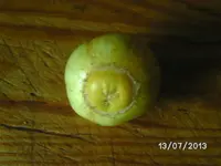 Lemon.webp
