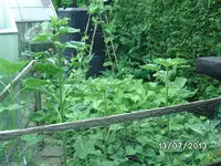 Bohnenbeet.webp