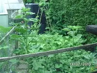 k-Bohnenbeet.webp