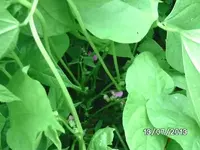 k-Schwarze Murmel.webp
