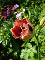 P1100150.webp