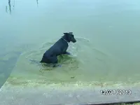 Schwimmen.webp