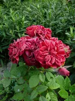 99Cent_Rose.webp
