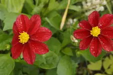 _DSC2592.webp