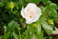 Aspirin 14.07.2013.webp