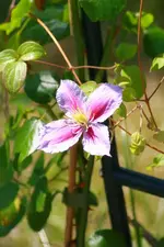 Clematis Piilu 14.07.2013.webp