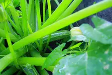 Zucchini 14.07.13.webp