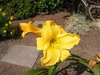 Bells appealing.webp