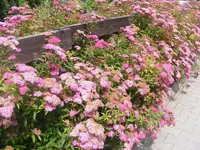 Hecke 14.7.2013.webp