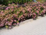 Hecke2 14.7.2013.jpg