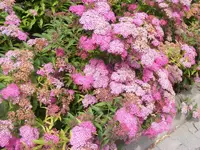 Hecke3.webp