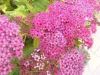 Blüte Spiere.webp