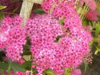 Blüte Spiere2.webp