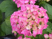 Hortensienblüte2 14.7.2013.webp