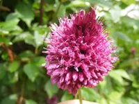 Blüte Kugellauch.webp