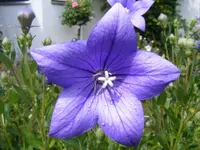 Ballonblume lila.webp