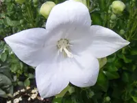 Ballonblume weiß.webp