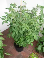 SAM_1001.webp