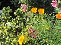 036.webp