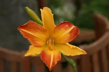 Invictus.webp