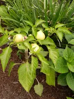 SAM_1003.webp