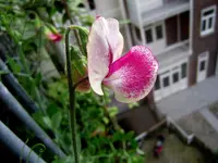 P7110030.webp