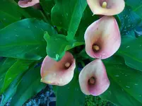 Calla 2.webp