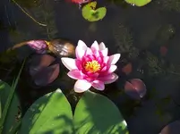 Seerose 1.webp