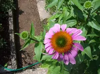 Sonnenhut 4.webp