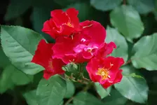 DSC_6546.2.webp