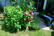 DSC_6956.2.webp