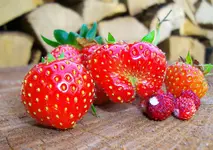 erdbeerernte.webp