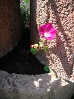 hibiskus.webp