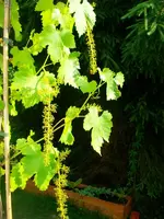 Weinrebe.webp