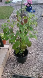 Physalis.webp