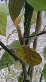 Physalis1.webp