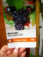 Weinanleitungeins.webp