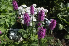2013_0713Sommer0007.webp