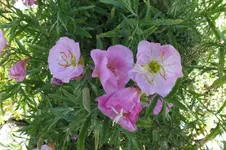 2013_0713Sommer0027.webp