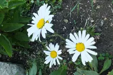 2013_0713Sommer0033.webp