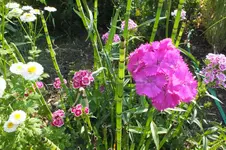 2013_0713Sommer0038.webp