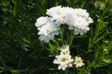bertramsgarbe.webp