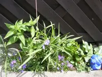 Kleines Beet 14.7.2013.webp