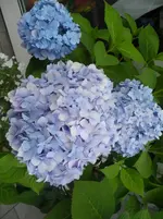 SAM_1366.webp
