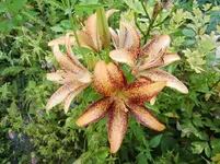 CIMG7850.webp