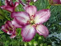 CIMG7551.webp