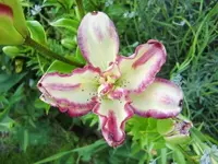 CIMG7550.webp