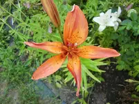 CIMG7849.webp
